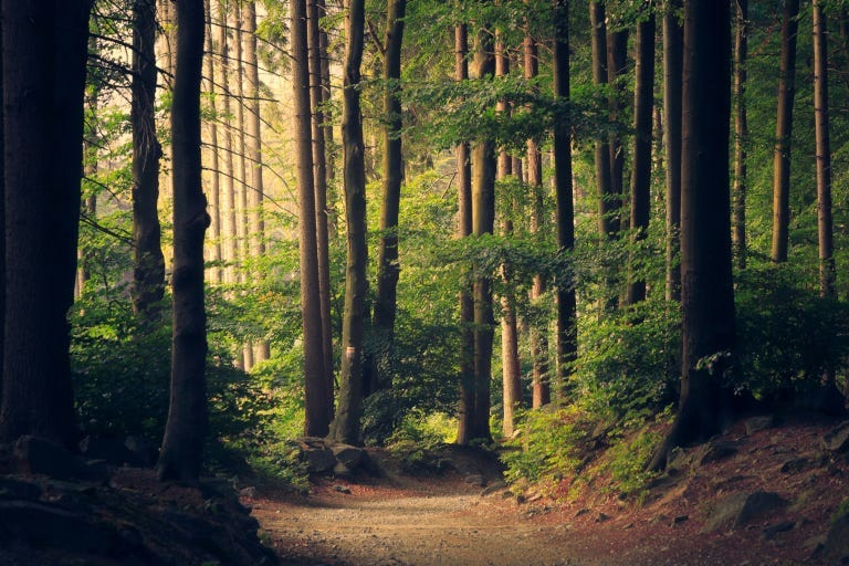 Proforestation Beyond the Human: Forests, Climate Emergency, and the Undoing of Mastery